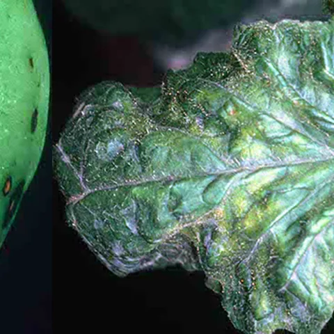 Tomato Disease Resistance Codes