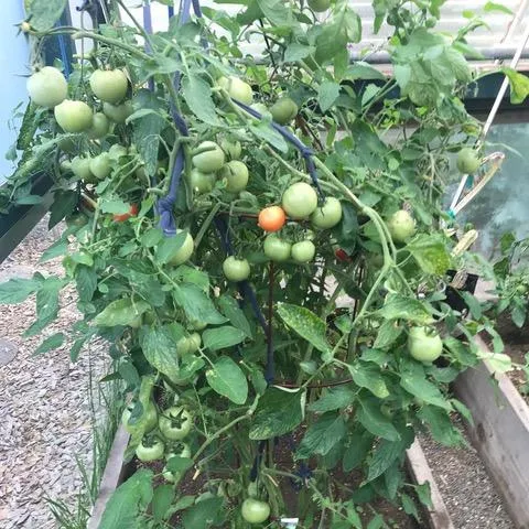 Tomato plants