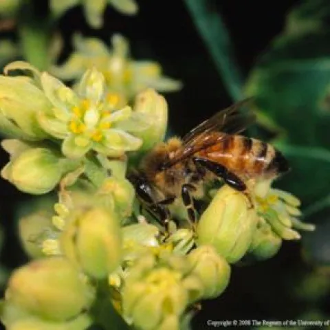 honeybee on flower