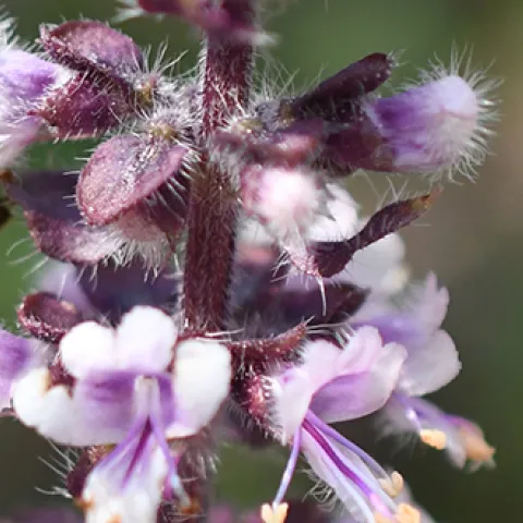 Honey bee nectaring
