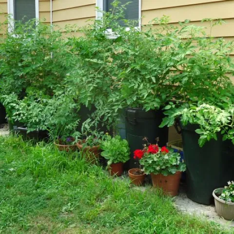 container gardening, pots by the side of the house