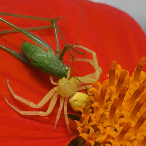 Crab spider nailing a grasshopper. (Photo by Kathy Keatley Garvey)