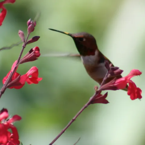 rufous hummingbird feeding on a red salvia