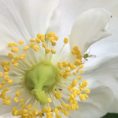white flower with lots of yellow stamens called Carpenteria californica