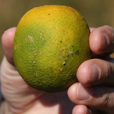 Un citrico dañado por HLB.