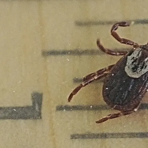 The American dog tick, Dermacentor occidentalis. (Photo by Kathy Keatley Garvey)