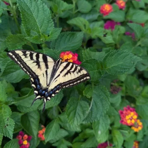 butterfly on plant
