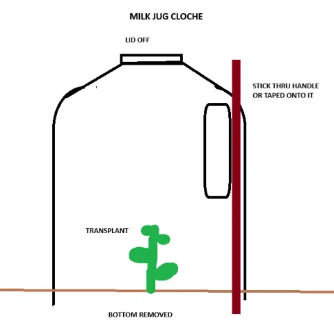 A diagram of a milk jug cloche in the garden, using a stick to secure it in place in wind.