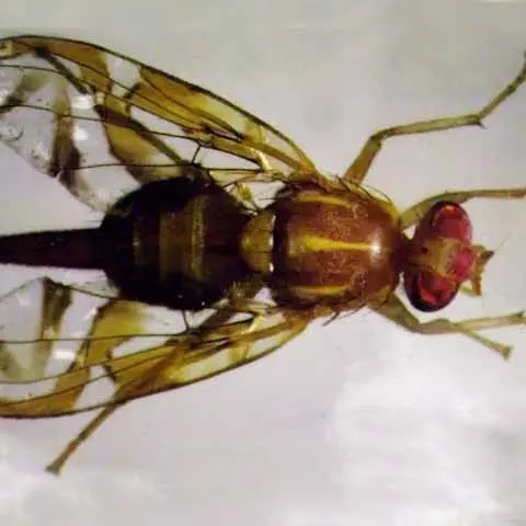 Fotografía de la mosca mexicana