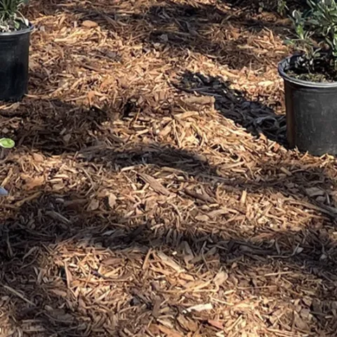 mulch