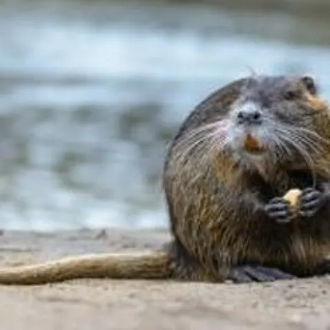 nutria where you can observe its long, rat-like tail
