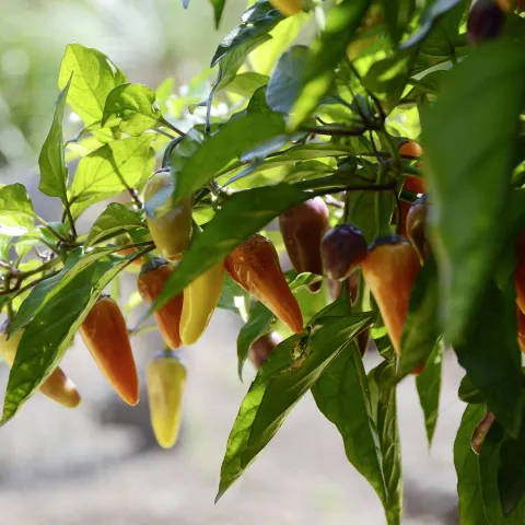 Peppers on a plant