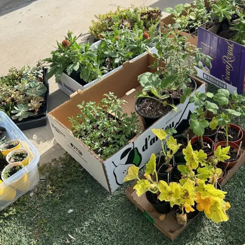 Plants for annual plant sale