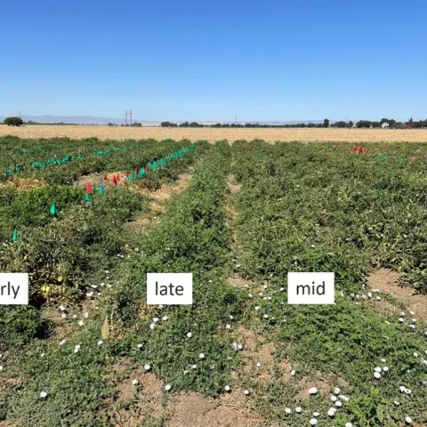 tomato field with flags marking weeds