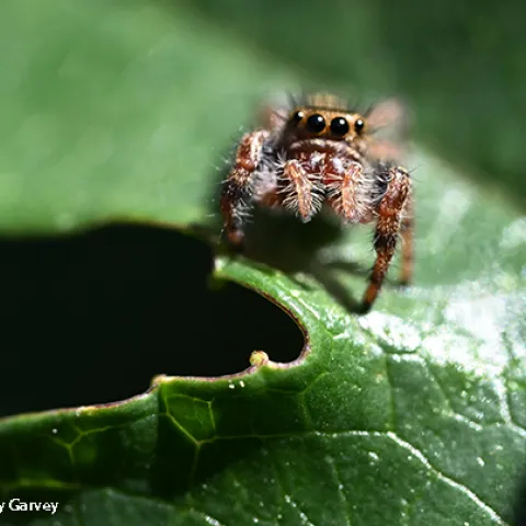 A jumping spider peering at the photographer
