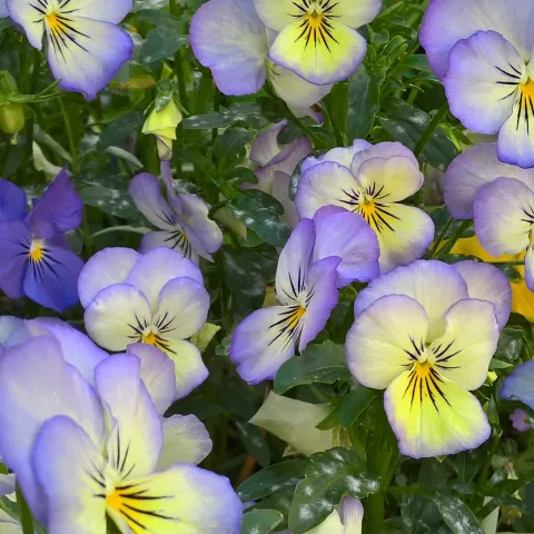 Photo of lavender and yellow violas growing with lush green leaves.