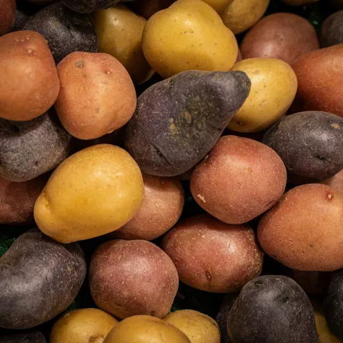 a pile of potatoes in multiple colors