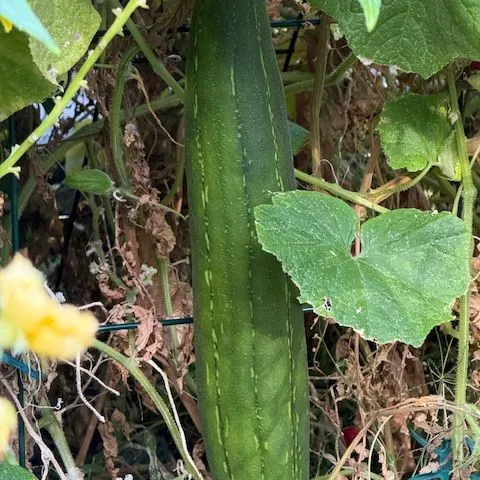 a long skinny green vegetable grows on the ground under green leaves