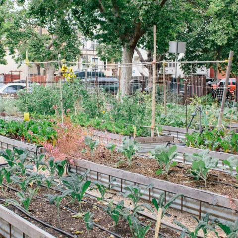 person working in a garden with long garden beds full of plants.