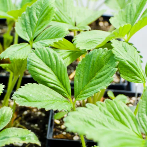 strawberry seedlings