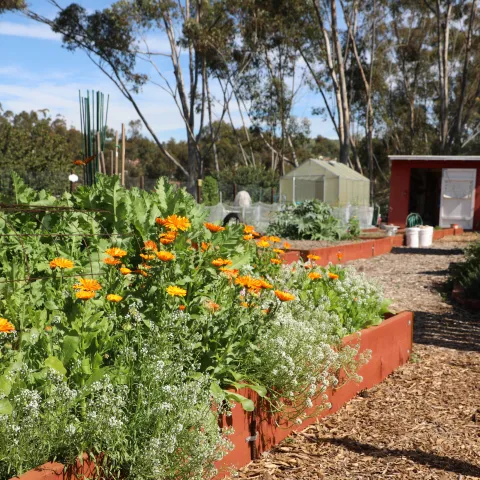 Native Flower Garden