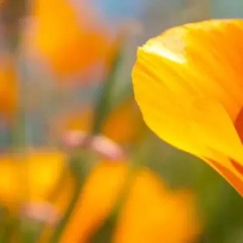 zoomed in photo of a poppy 