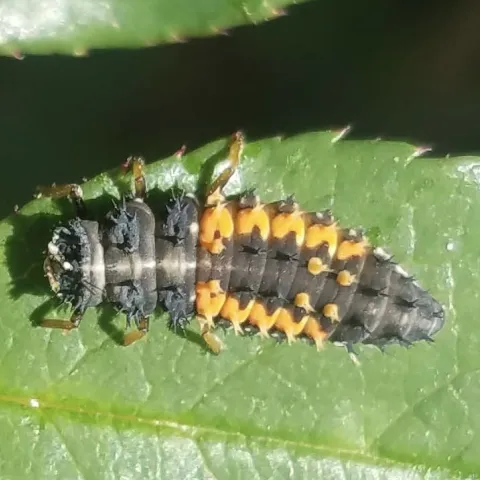 A small black and orange insect with a somewhat long, spiky body crawling on a leaf.