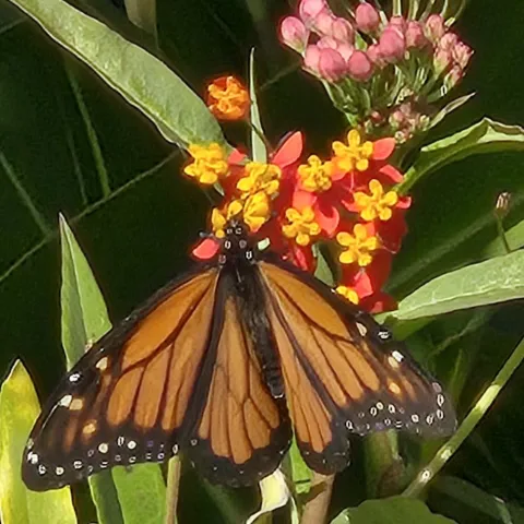 Monarch Butterfly on a milkweed flower cluster.