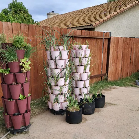 Los Banos backyard vegetable garden with 4 tower/vertical planting systems and 4 grow bags