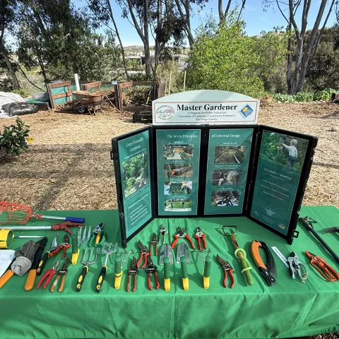 A display of gardening tools on a green tablecloth in front of a Master Gardener informational tri-fold board. The garden tools are specialized for adaptive uses. In the background is a garden area with bark paths and compost bins.