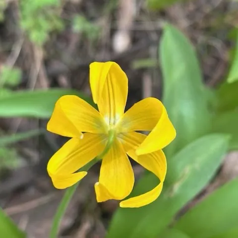 Close-up photo of a Tuolumne Fawn Lily.