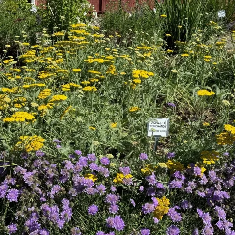 Achillea 'Coronation' and purple Pincushion flowers bloom in the Demo Garden. Laura Kling