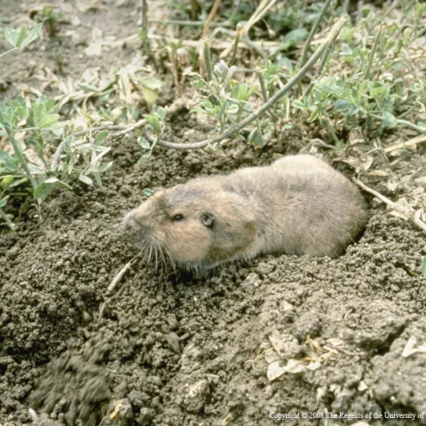Adult pocket gopher. UC IPM Program