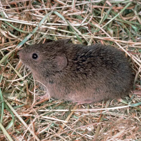 Vole. Jack Kelly Clark. UC IPM Program