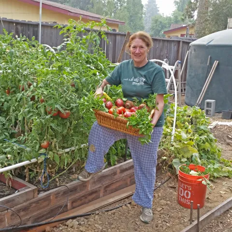 A gardener holding tomatoes.