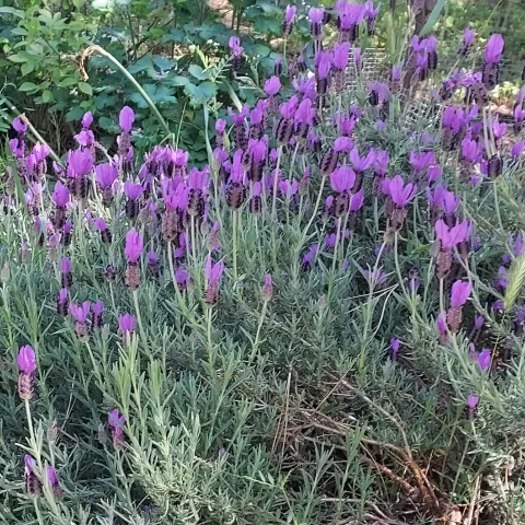 Spanish lavender in a garden.