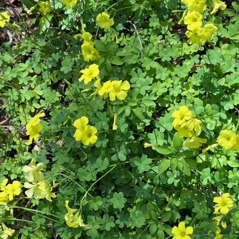 Oxalis stricta (common yellow wood sorrel) is nearly impossible to eradicate in our area. J.C. Lawrence