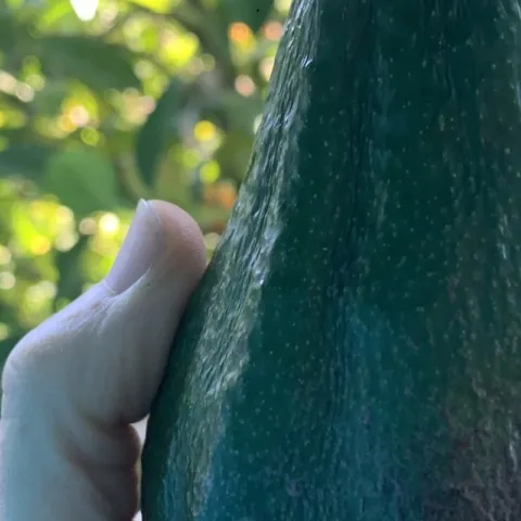 Dark Green Avocado