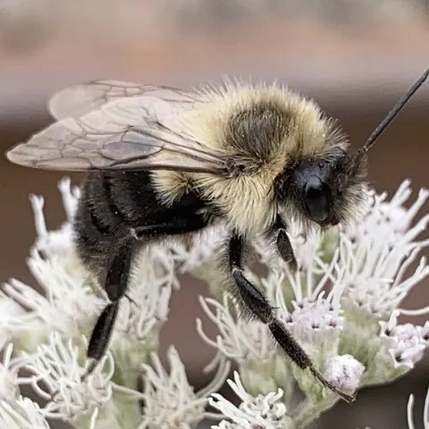 Common eastern bumble bee worker on a white staminate (having stamens but no petals) plant