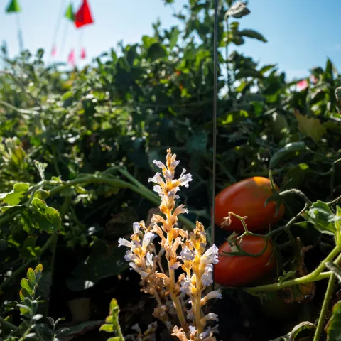 flowering branched broomrape in tomato field