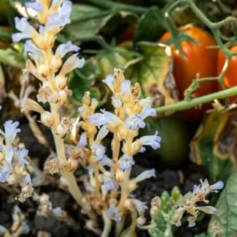 En la fotografia aparece la maleza jopo entre las plantas de tomate.