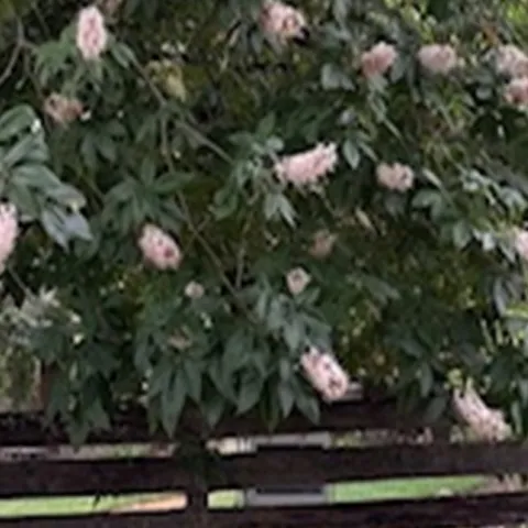 California Native Shrub