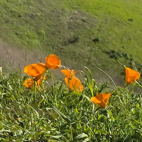 CA Native Poppies, Orinda Oaks Open Space Preserve, Photo by HedwigVDB