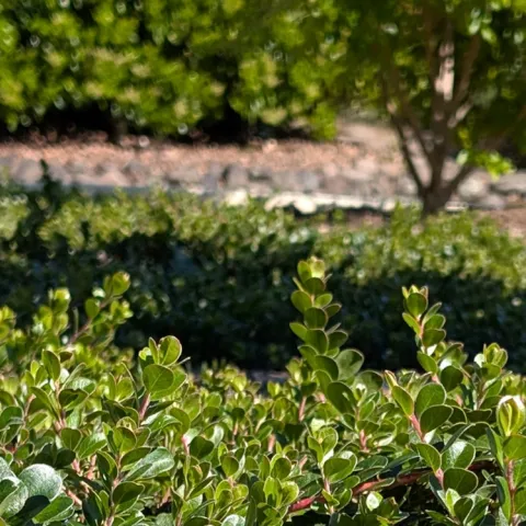 California native plants that make excellent garden ground covers