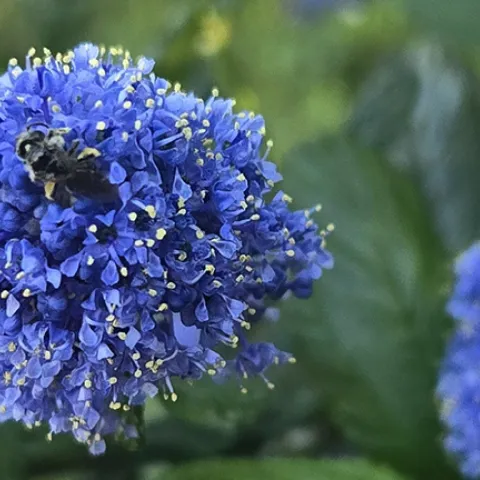 Blooming Ceanothus with Bee, courtesy Hedwig VDB