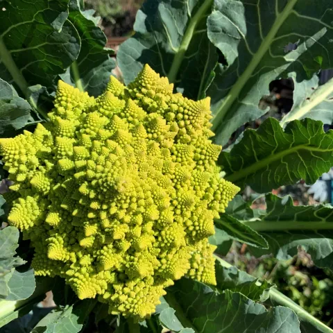 Cool Season Vegetables Gardening, Laura Westley