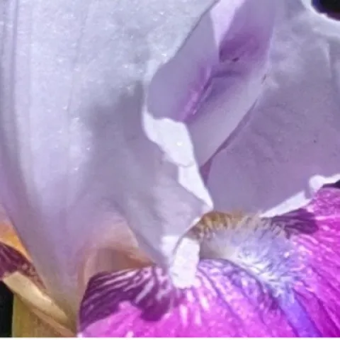 lavender and purple bearded iris