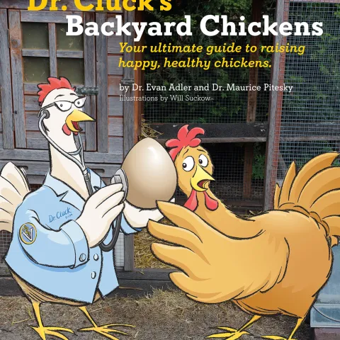 Two cartoon chickens. One listens through a stethoscope held against an egg as the other presses her ear against the other side of the egg