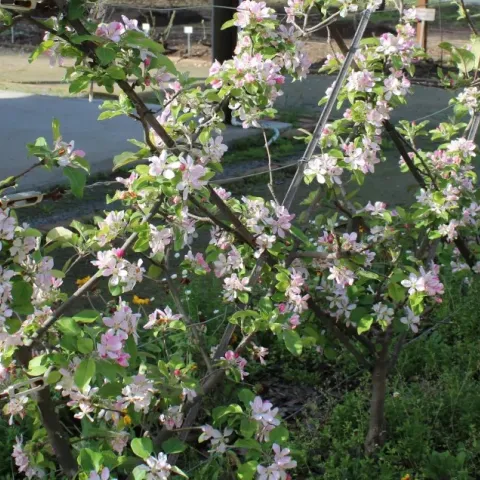 Tree fruit espalier trained