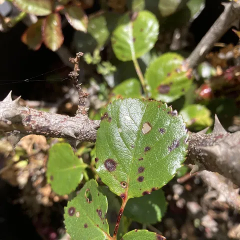Fungal spores on plant leaves